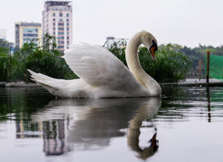 12 con thiên nga sau 5 năm nuôi thí điểm tại hồ Thiền Quang giờ thế nào?