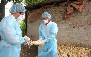 Campuchia phát hiện 2 trường hợp nhiễm cúm H5N1, Hà Nội nâng cao cảnh báo