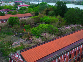 Đẹp nao lòng mùa hoa điệp anh đào nở rộ ở ngôi trường trăm tuổi