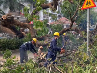 Hiểm họa từ cây xanh ngã đổ