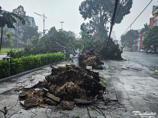 Thanh Hóa: Hàng loạt cây xanh bật gốc, gãy đổ sau bão số 5