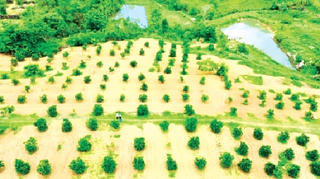 Huyện Lắk: Xóa đói giảm nghèo nhờ chuyển đổi cây trồng, vật nuôi