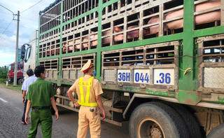 Gia Lai: Xử phạt 2 lái xe vận chuyển heo nhiễm bệnh
