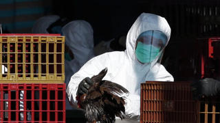 Nguy cơ cúm gia cầm bùng phát