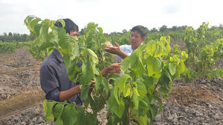 Hướng đến nền nông nghiệp thông minh