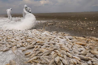 Cá chết hàng loạt do hạn hán nghiêm trọng ở Mexico