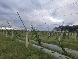 Khơi thông vốn cho nông nghiệp công nghệ cao