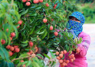 Để trái vải vươn xa