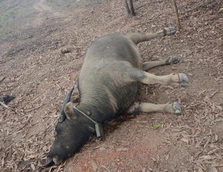 Người nuôi kể về việc phát hiện hàng chục con trâu chết trong rừng