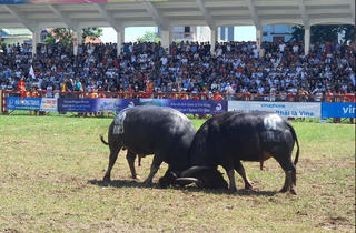 Hải Phòng: Lùi thời gian tổ chức Lễ hội chọi trâu Đồ Sơn 2024
