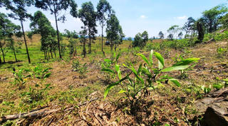 Rừng phòng hộ Phú Ninh vẫn bị xâm canh trái phép