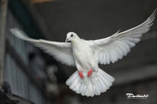 Chiêm ngưỡng 'khối lông vũ' biểu tượng hòa bình sẽ cất cánh trên Quảng trường Ba Đình