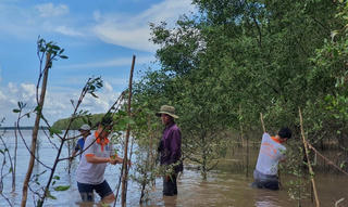 Nỗ lực hồi sinh rừng phòng hộ ven biển