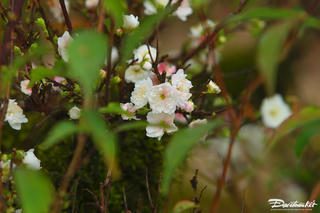 Nhất chi mai 'xuống phố', giá chục triệu vẫn hút khách dịp cận Tết