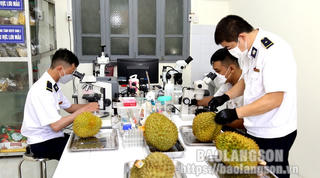 Lạng Sơn: Gần 60.000 tấn sầu riêng được xuất khẩu qua Cửa khẩu Quốc tế Hữu Nghị