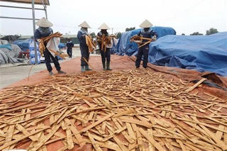 Khai thác tiềm năng ngành quế