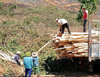 Thanh Hóa: Nghịch lý ở vùng keo