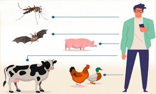 Tăng cường phòng, chống các bệnh lây truyền từ động vật sang người