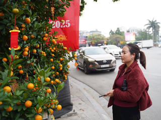 Đào, quất xuống phố đón Tết ở Thủ đô