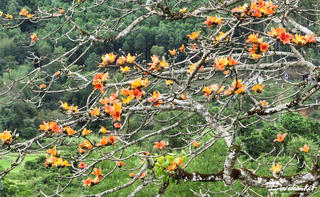 Tháng ba, hoa gạo nhuộm vàng sắc cam
