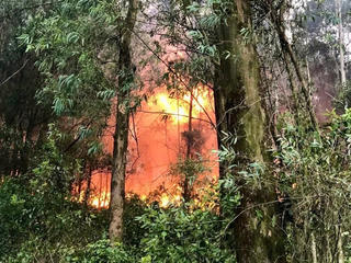 Nghệ An: Cháy rừng thông, hàng trăm người tham gia dập lửa