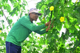 Làm giàu từ mô hình nông nghiệp sạch