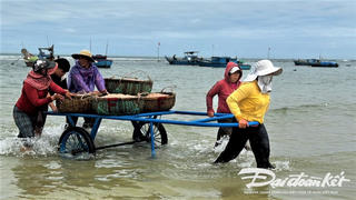 Ngư dân Quảng Ngãi trúng đậm vụ ruốc đầu năm