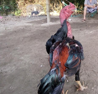 Phát hiện 2 thi thể người đàn ông trên sông Bàu Cọ