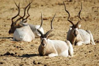 [Ảnh] Những chiếc sừng và gạc ấn tượng trong vương quốc động vật