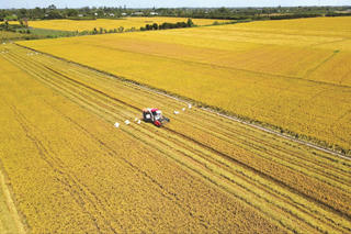 Mùa vàng ở miền Tây