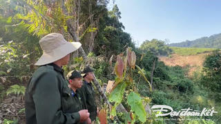 Điều tra vụ phá rừng để thi công đường dây điện 110KV