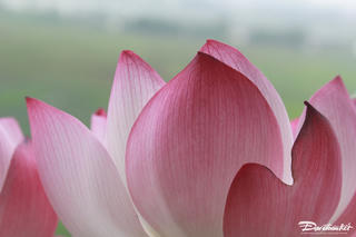 Quốc hoa - câu chuyện chưa hồi kết