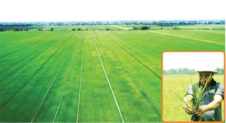 Đề án 1 triệu héc ta lúa chất lượng cao: Những tín hiệu tích cực