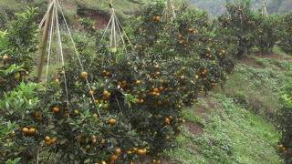 Hòa Bình trên con đường trở thành trung tâm nông nghiệp ứng dụng công nghệ cao