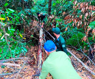 Vụ phá rừng để làm đường dây điện: Tổng Giám đốc và 2 doanh nghiệp bị xử phạt