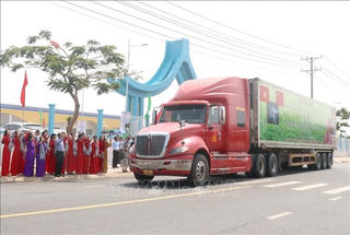 Xuất khẩu lô khoai lang chính ngạch đầu tiên