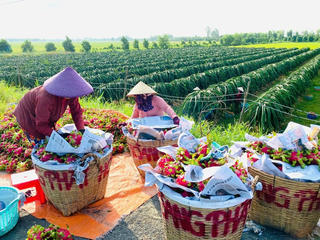 Giá thanh long ở miền Tây khởi sắc