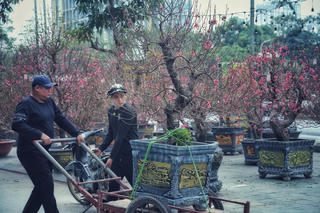 Đào, quất rộn ràng xuống phố đón Tết Quý Mão 2023