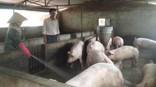 Tìm cách cứu ngành chăn nuôi