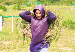 Tỏi Lý Sơn 'được mùa mất giá', bà con thu hoạch để phơi khô