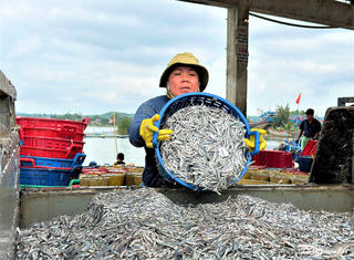 Quảng Ngãi: Về làng nghề truyền thống hấp cá cơm