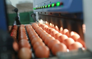 VietinBank rao bán khoản nợ hơn 900 tỷ đồng với tài sản đảm bảo là đàn gà, hàng tồn kho