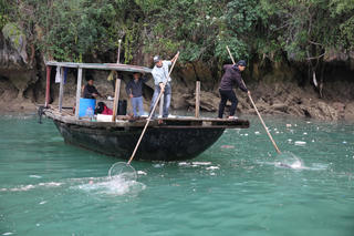 Quảng Ninh: Triển khai đợt cao điểm thu gom rác trôi nổi trên Vịnh Hạ Long