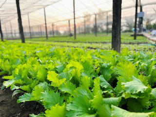 Nông dân sẽ có lợi ích lâu dài khi doanh nghiệp phân bón phát triển ổn định