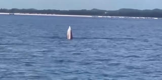 Bất ngờ phát hiện cá voi ở vùng biển Vĩnh Thực (Móng Cái) 