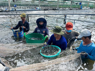 Festival tôm đầu tiên ở Cà Mau