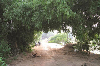 Dưới bóng của làng