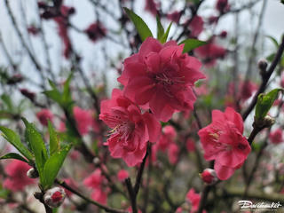 Ngày 10/2 (mùng 1 Tết): Miền Bắc hửng nắng, Trung Bộ có mưa