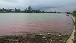 Quảng Trị: Mặt nước sông Hiếu đổi màu bất thường