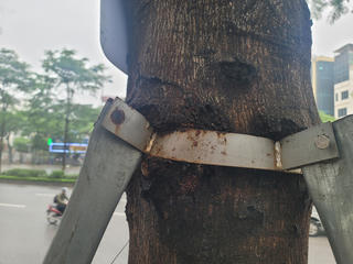 Hà Nội: Loạt cây xanh 'đeo gông' nhiều năm 'kêu cứu'